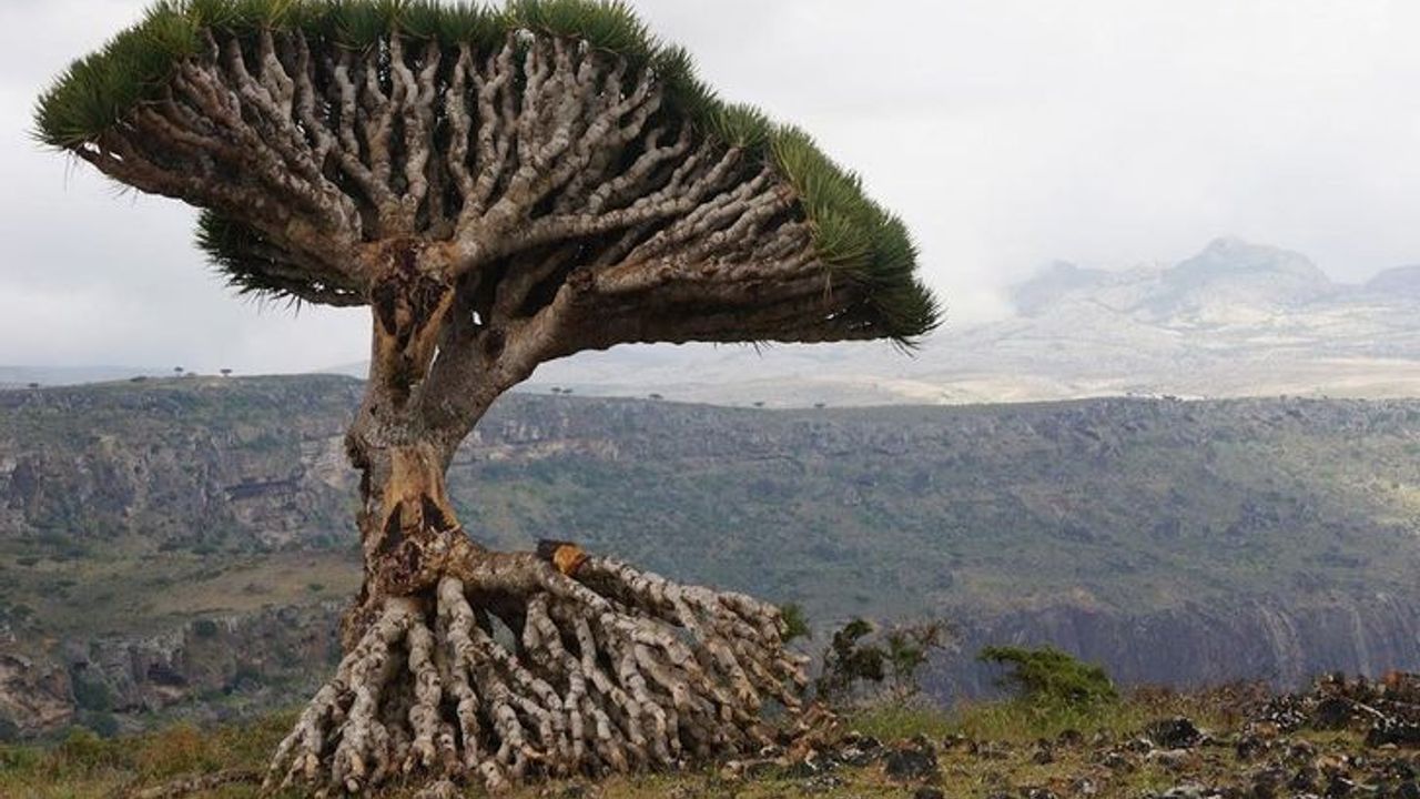 Sokotra ir vienīgā vieta, kur aug „pūķa asins” koks – dabas pērle, kas ir apdraudēta ar izmiršanu.