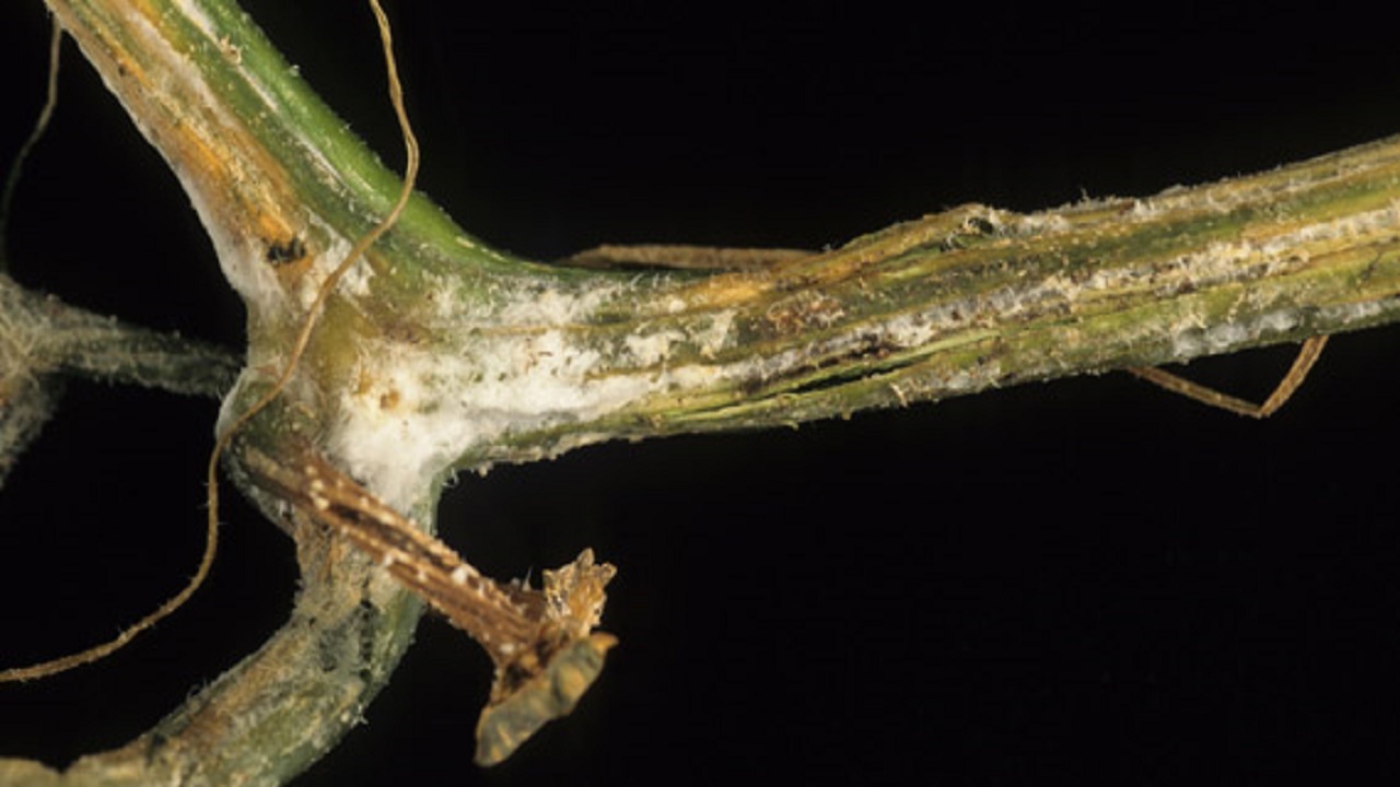 Vēsturisks atklājums: atrasts augs, kas ražo zeltu un ko var audzēt mājās.