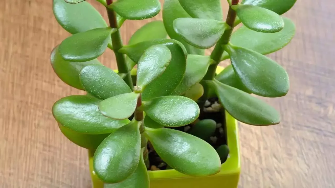 Cik bieži vasarā jālaista nefrita koks?