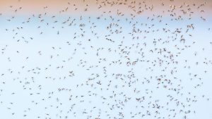 Kukaiņu invāzija: kas tas ir un kā no tiem atbrīvoties mājā.