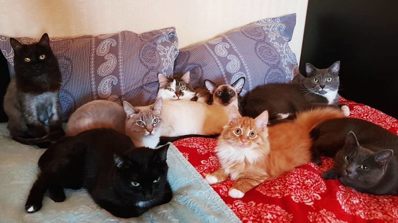 Inma Alonso, dzīvnieku patversmes darbiniece: «Man teica, ka dzīvnieks, kas nonāk pie manis, jau ir miris; mans uzdevums ir mēģināt to atdzīvināt».