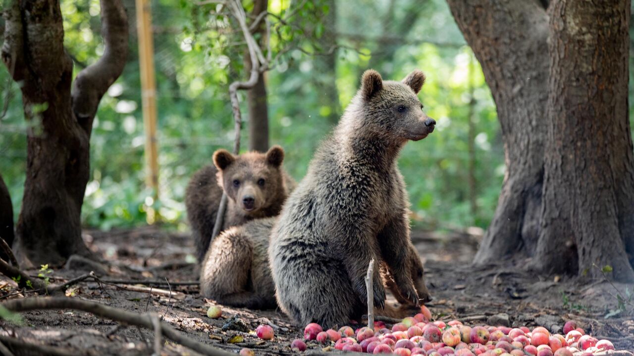 Tas izklausās ļoti dīvaini, bet zinātne to apstiprina: lāči var kļūt arvien vairāk zālēdāji un mainīt savu lomu ekosistēmās.