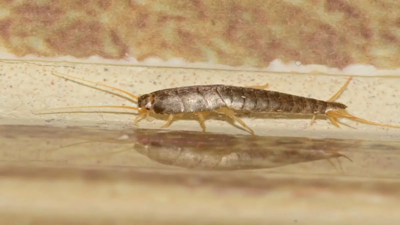 Sēnītes vannā? Šis mājas kartupeļu triks darbojas tikai vienu nakti.