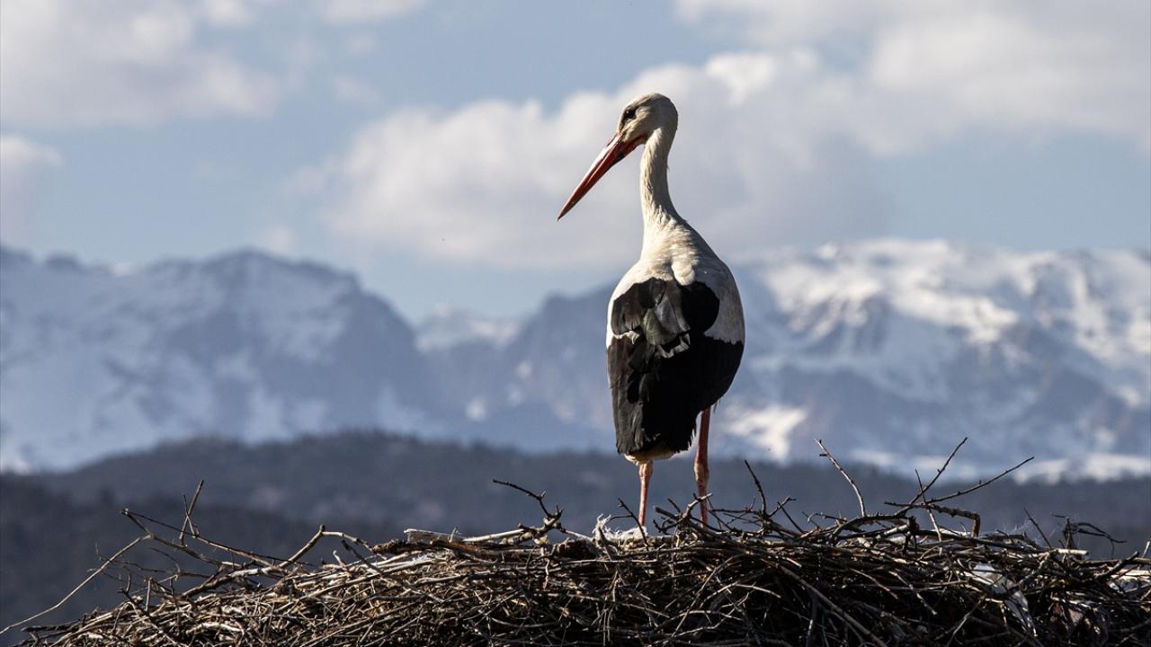 Biologi nevar tam noticēt: stārķis apēda 150 automašīnu riepas, un to atliekas tika atrastas Donianas nacionālajā parkā.