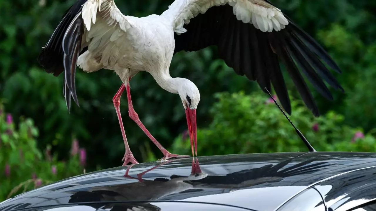 Biologi nevar tam noticēt: stārķis apēda 150 automašīnu riepas, un to atliekas tika atrastas Donianas nacionālajā parkā.