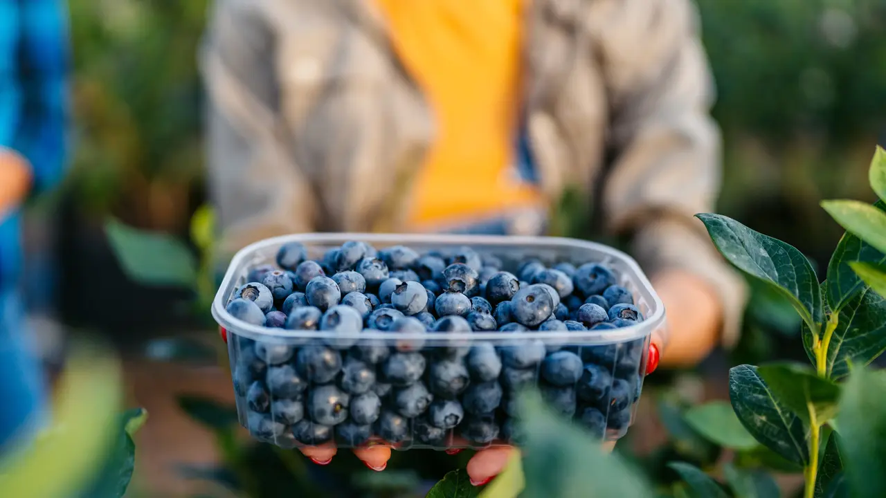 Pasaules melleņu audzēšanas nozare 2025. gadā: „zilo atdzimšanas” gads