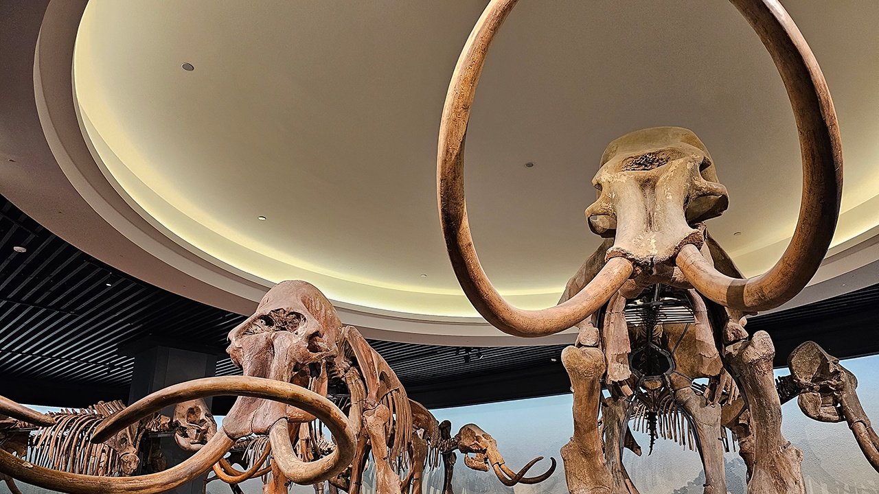 Zinātniskā sabiedrība bija satriekta, uzzinot, ka pasaulē jaunākie mamuta fosilijas patiesībā piederēja vaļiem.