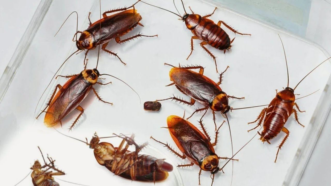 Kā sajaukt sīpolu un pārtikas sodu, lai atbrīvotos no prusakiem mājā: efektīva mājas kombinācija.