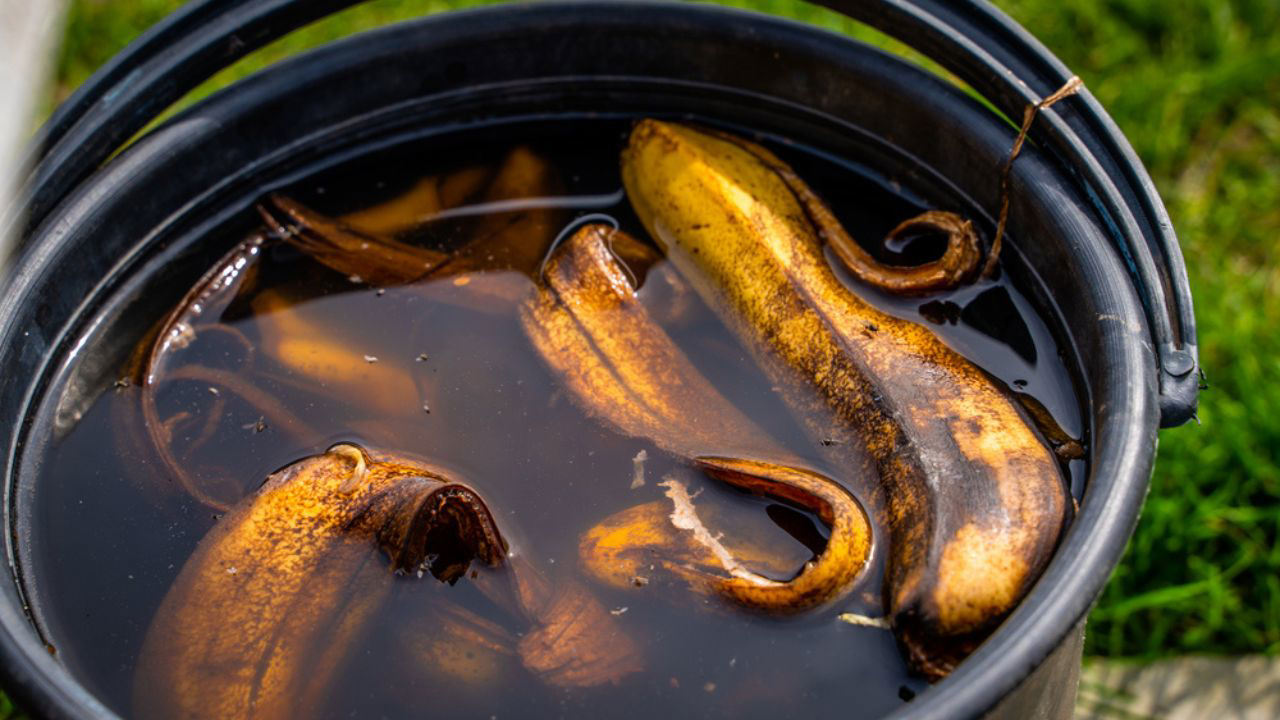 Banānu mizu un ūdens sajaukšana burkā: kāpēc tas ir nepieciešams un kāpēc tas ir ieteicams?