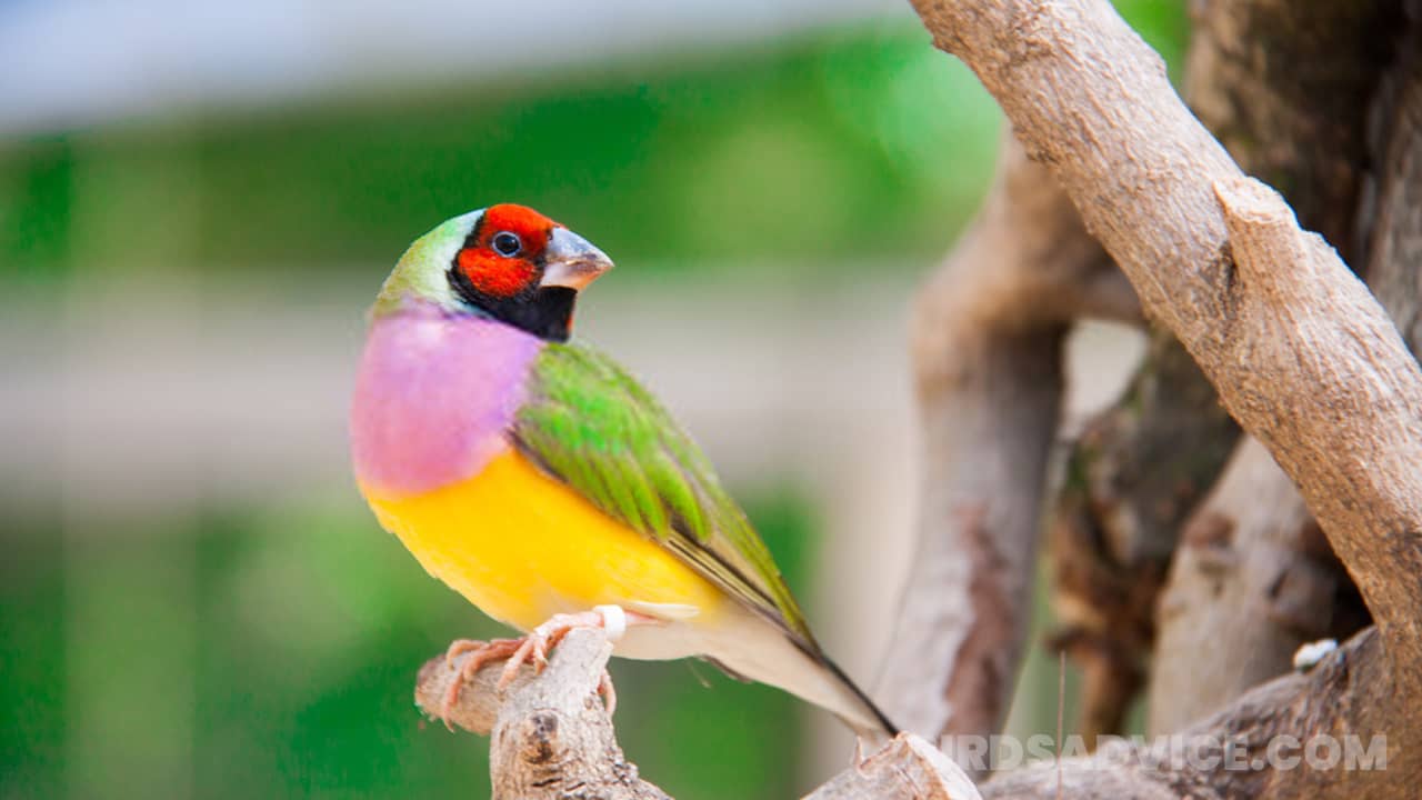 Dekoratīvie putni — neredzamie „petisma” varoņi.