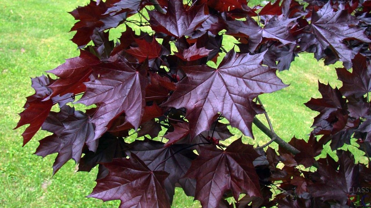 Ideāli piemērots mazām mājām: koks nodrošina ēnu visu vasaru, neizrauj zemi ar saknēm un ir izturīgs pret sausumu.