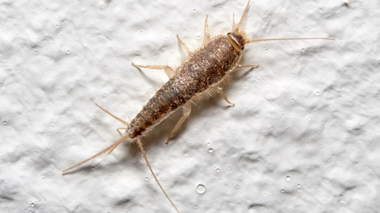 Sēnītes vannā? Šis mājas kartupeļu triks darbojas tikai vienu nakti.