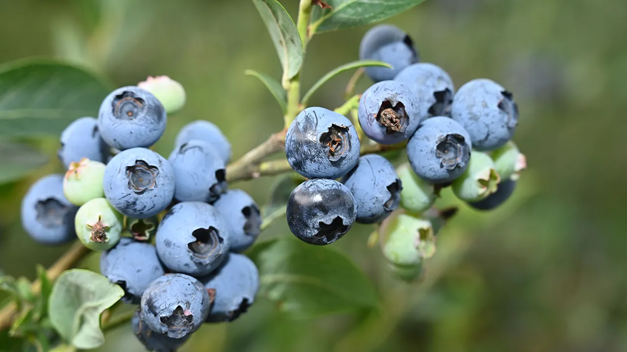 Pasaules melleņu audzēšanas nozare 2025. gadā: „zilo atdzimšanas” gads