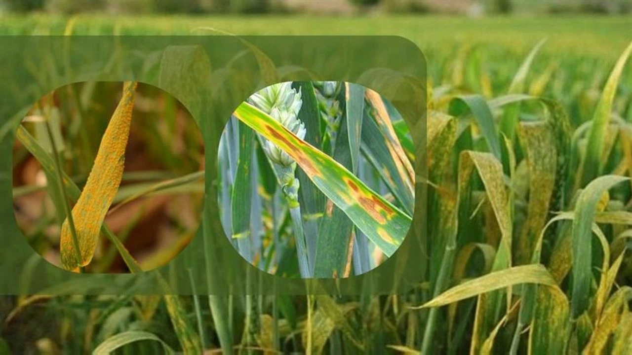 Vēsturisks atklājums: atrasts augs, kas ražo zeltu un ko var audzēt mājās.