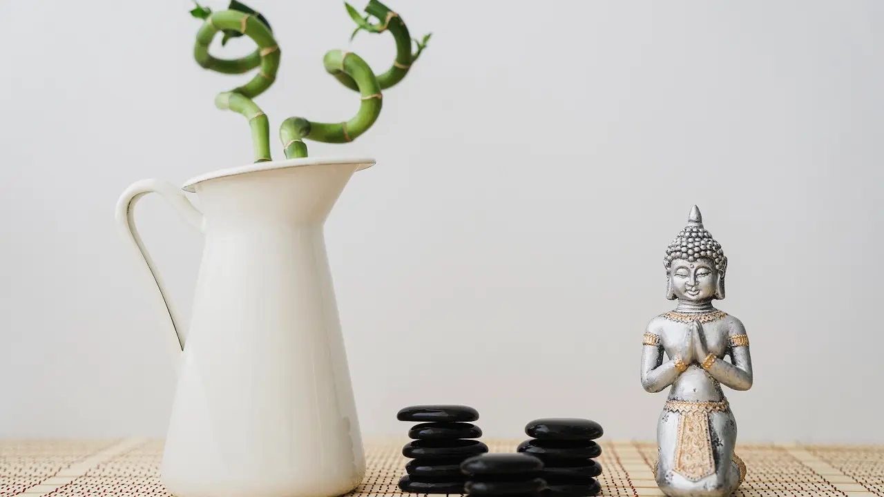 Tas nav vienkārši dekoratīvs elements: ko nozīmē novietot augu uz ledusskapja saskaņā ar feng šui?