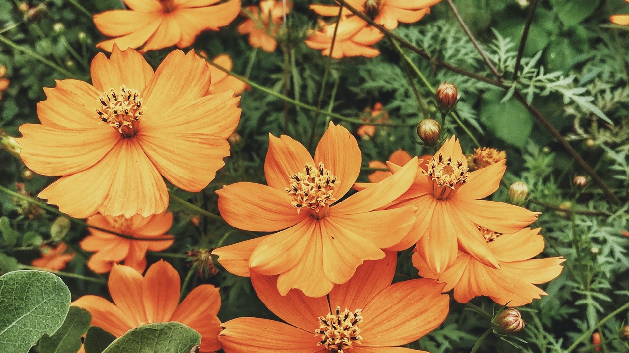 Trīs augi, kurus vērts stādīt janvārī, lai varētu baudīt ziedu dārzu: tie ir izturīgi pret karstumu.