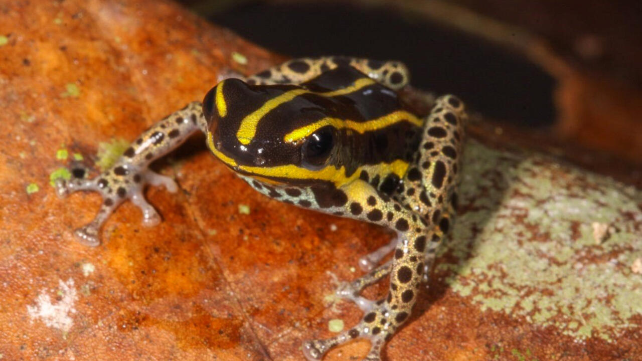 Vēsturisks atklājums Latīņamerikā: jauna suga ar unikālām īpašībām maina visu, kas bija zināms par šo sugu.