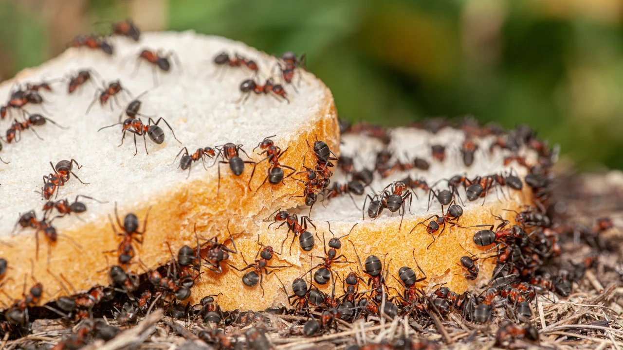 Kā atbrīvoties no skudrām mājā, izmantojot talku? Uzticams mājas līdzeklis.