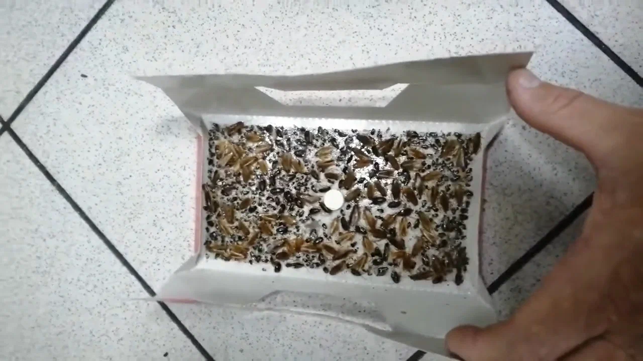 Kur vislabāk novietot prusaku slazdus, lai novērstu to parādīšanos jūsu mājā?