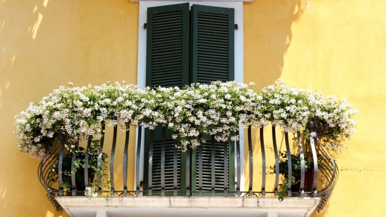 Koka silueti uz balkona: kāpēc tas ir ieteicams un kādam nolūkam tas ir nepieciešams.