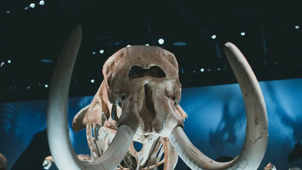 Zinātniskā sabiedrība bija satriekta, uzzinot, ka pasaulē jaunākie mamuta fosilijas patiesībā piederēja vaļiem.