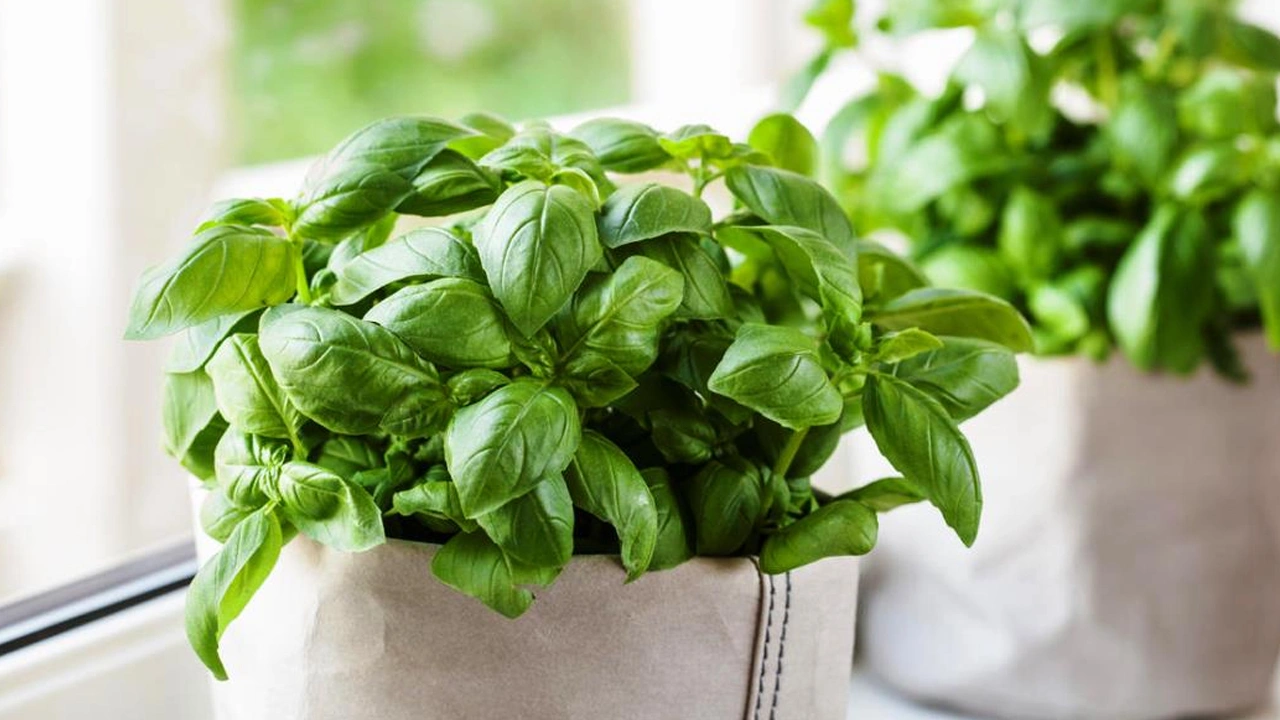 Augs, ko daudzi cilvēki tur mājās un kas palīdz atbaidīt odus bez ķimikāliju izmantošanas.