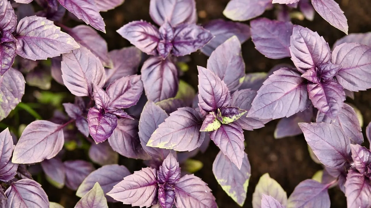 Ideāls aromātiskais augs sēšanai janvārī: ātri aug un ir ļoti ražīgs.