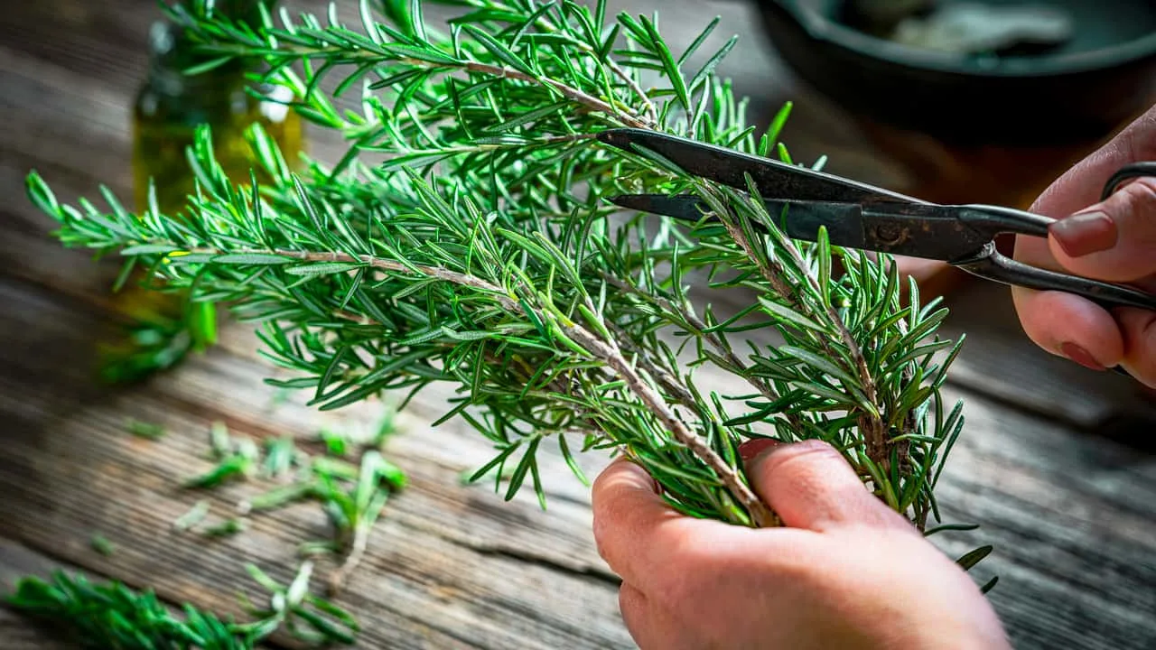 Saskaņā ar feng šui, kur jānovieto vāze ar rozmarīnu, lai piesaistītu pārticību?