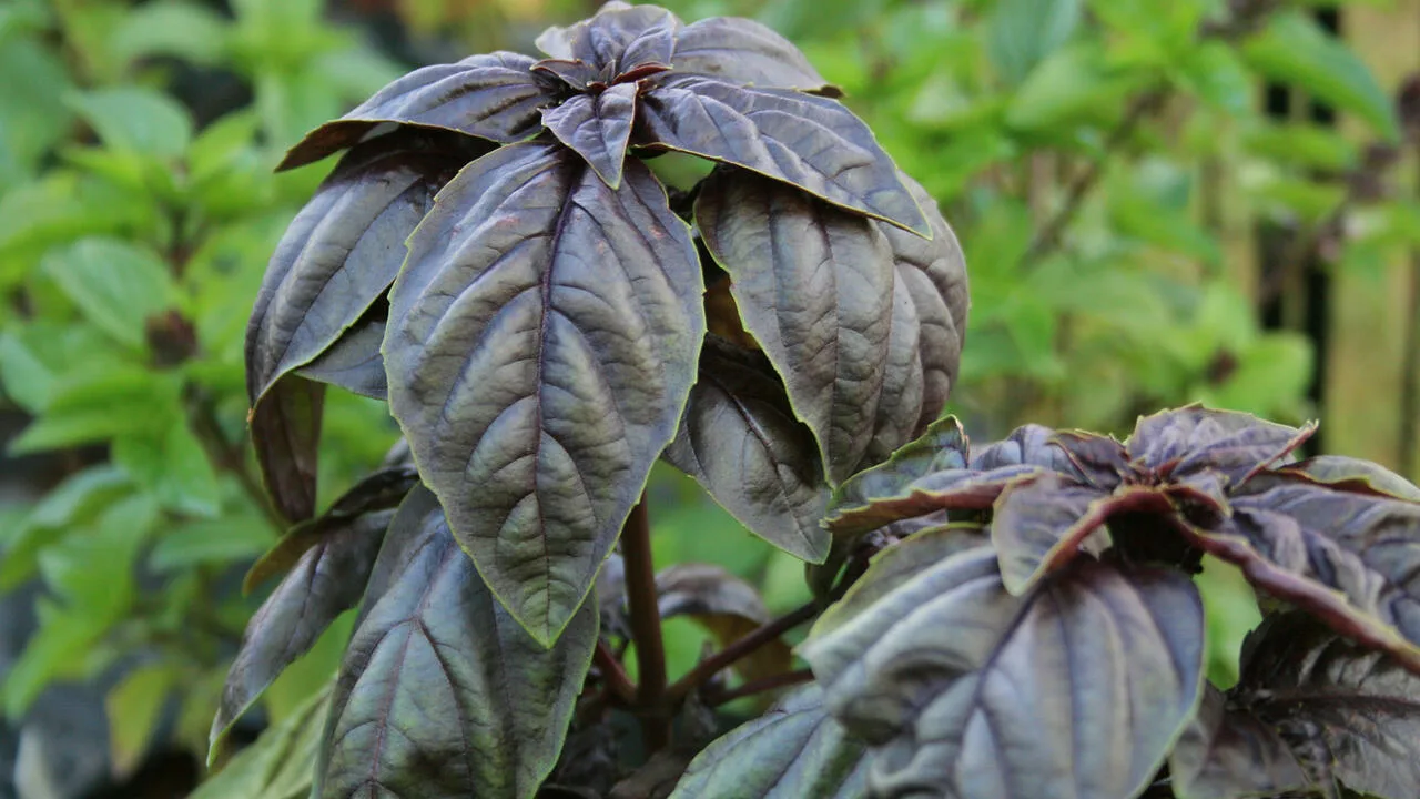 Ideāls aromātiskais augs sēšanai janvārī: ātri aug un ir ļoti ražīgs.