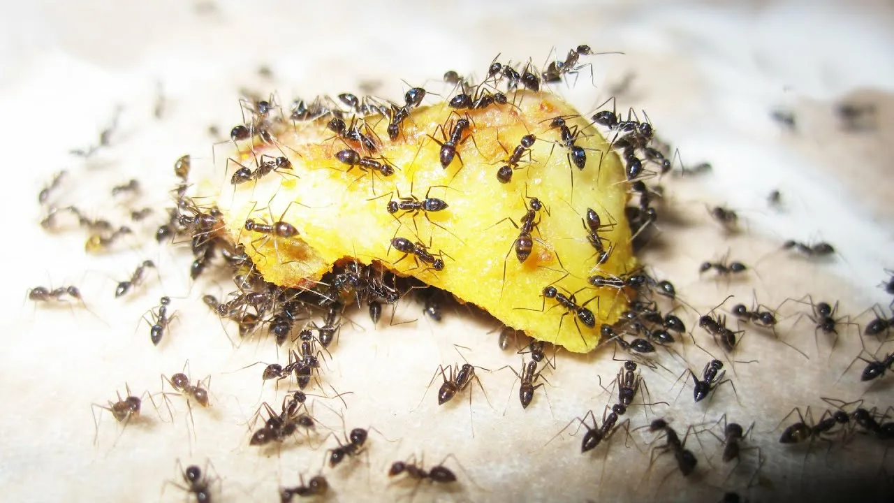 Kā atbrīvoties no skudrām mājā, izmantojot talku? Uzticams mājas līdzeklis.