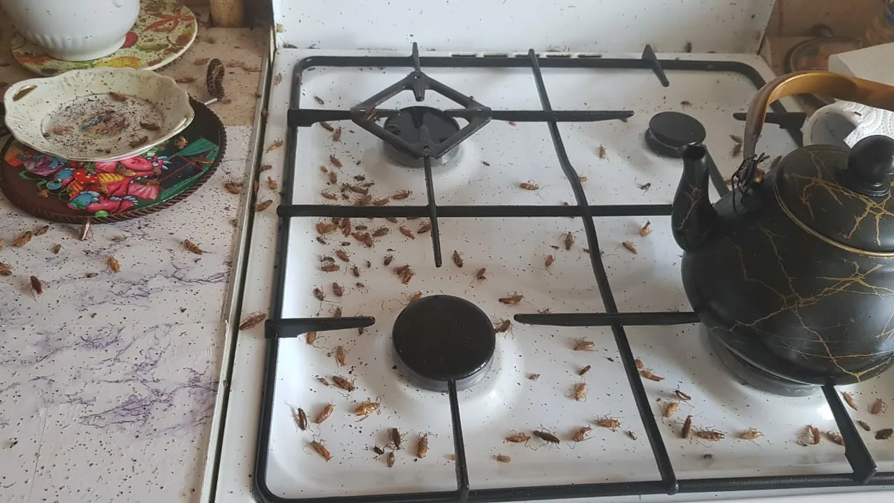 Kā sajaukt sīpolu un pārtikas sodu, lai atbrīvotos no prusakiem mājā: efektīva mājas kombinācija.