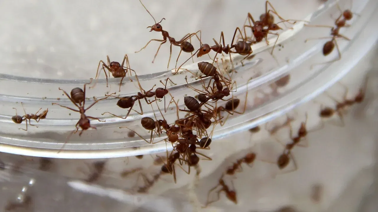 Kā atbrīvoties no skudrām mājā, izmantojot talku? Uzticams mājas līdzeklis.