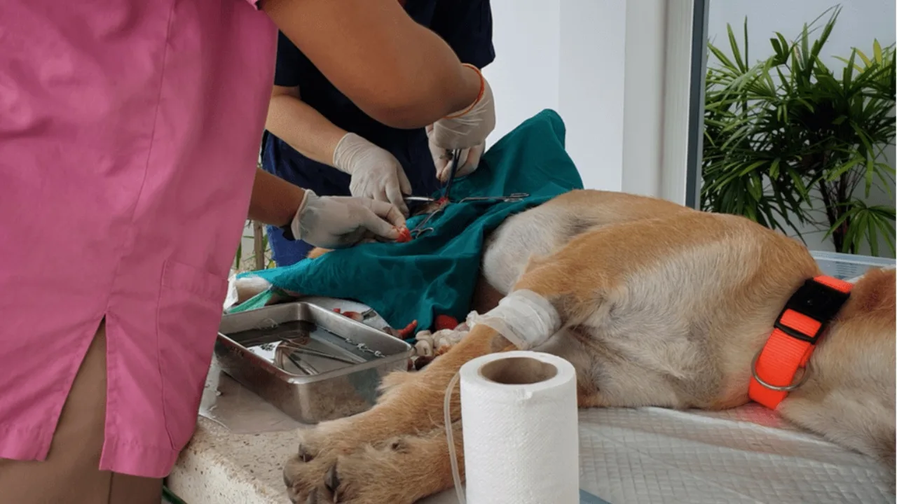 Vai kastrācija ietekmē mūsu suņu un kaķu dzīves ilgumu?