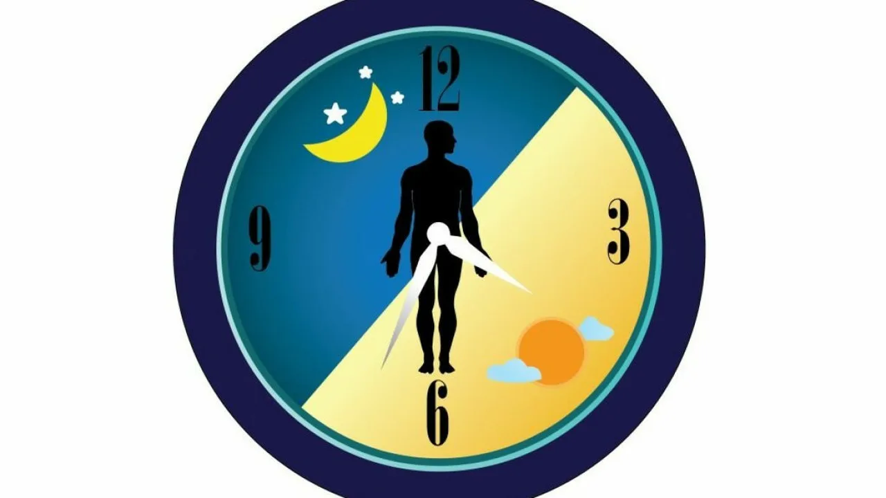 Metabolisma pārstartēšana un cirkādie ritmi: plāns, kas vērsts uz tauku sadedzināšanas atjaunošanu bez ekstrēmiem uztura ierobežojumiem.