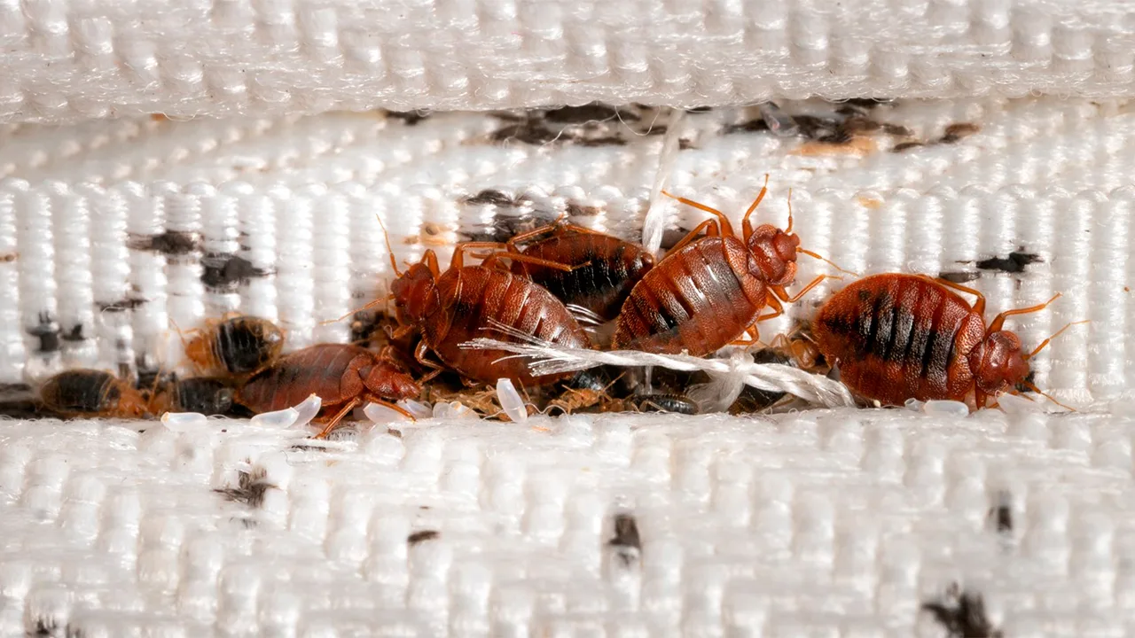 Maz kas zina, ka blaktis necieš šīs garšvielas smaržu. Jūs ātri atbrīvosieties no šīs problēmas.