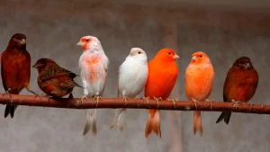 Dekoratīvie putni — neredzamie „petisma” varoņi.