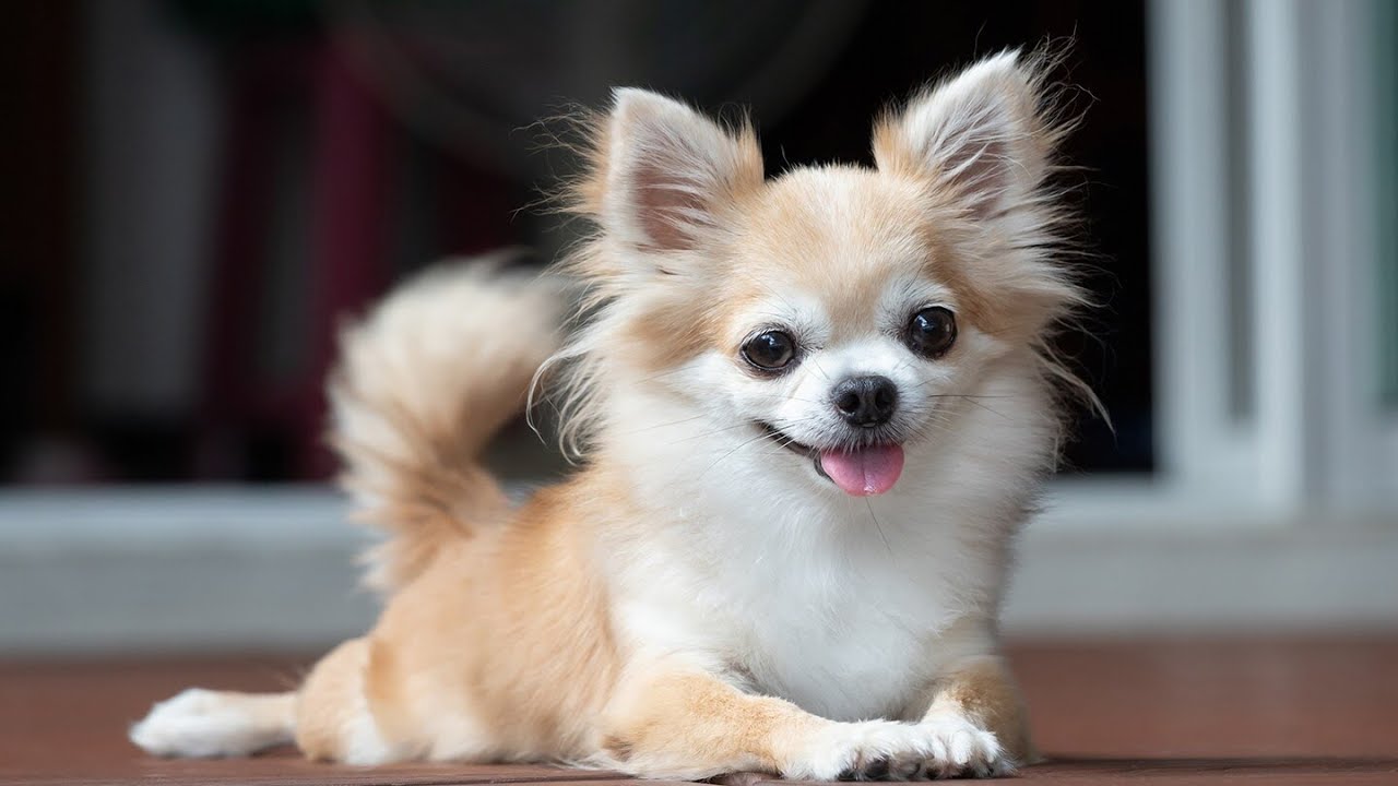 Kāpēc jūsu suns seko jums visur?