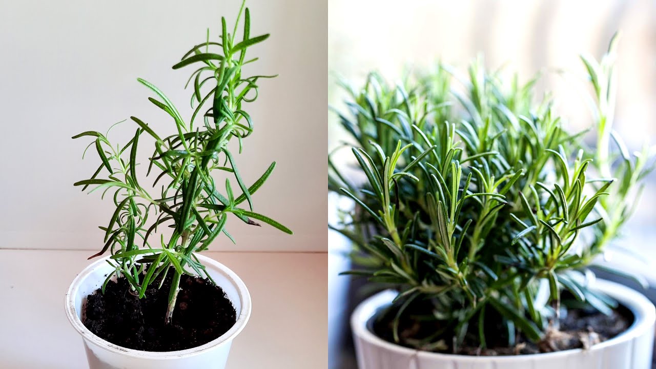 Rozmarīna zaru novietošana pie balkona ieejas: kāpēc tas ir nepieciešams un kāpēc tas ir ieteicams.