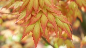 Ideāli piemērots mazām mājām: koks nodrošina ēnu visu vasaru, neizrauj zemi ar saknēm un ir izturīgs pret sausumu.