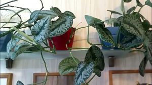 Kā panākt, lai mans skindapsus ziedētu, pat ja tas atrodas telpās?