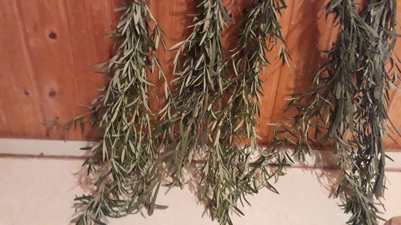 Rozmarīna zaru novietošana pie balkona ieejas: kāpēc tas ir nepieciešams un kāpēc tas ir ieteicams.