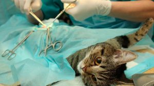 Vai kastrācija ietekmē mūsu suņu un kaķu dzīves ilgumu?