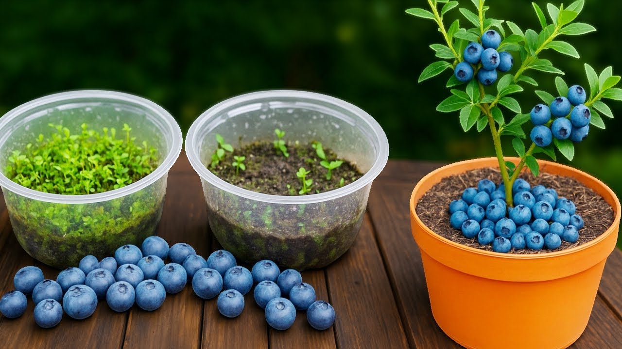 Pasaules melleņu audzēšanas nozare 2025. gadā: „zilo atdzimšanas” gads