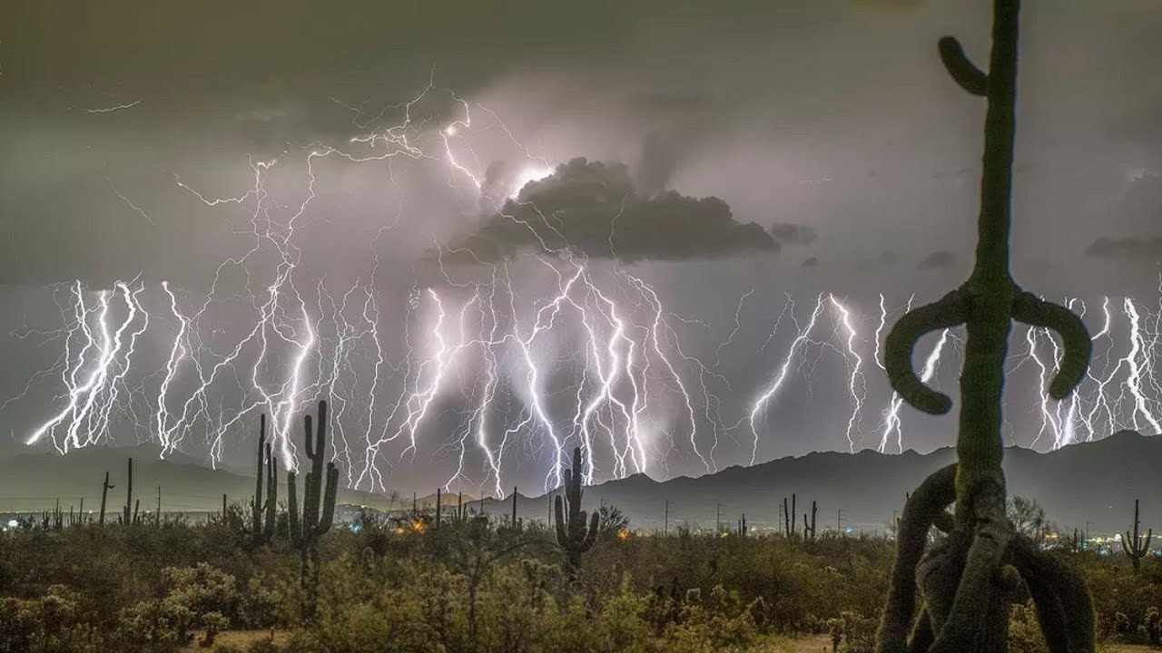 Zinātnieki nevar tam noticēt: viņi Panamā atklājuši koku, kas izmanto zibens spērienus, lai pagarinātu savu dzīves ilgumu.