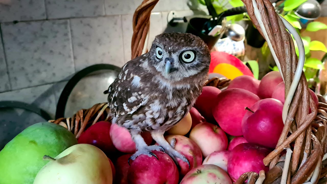 Ja jūs neaiztiksiet šo dabisko produktu, pūces katru janvāra nakti lidos uz jūsu terasi.