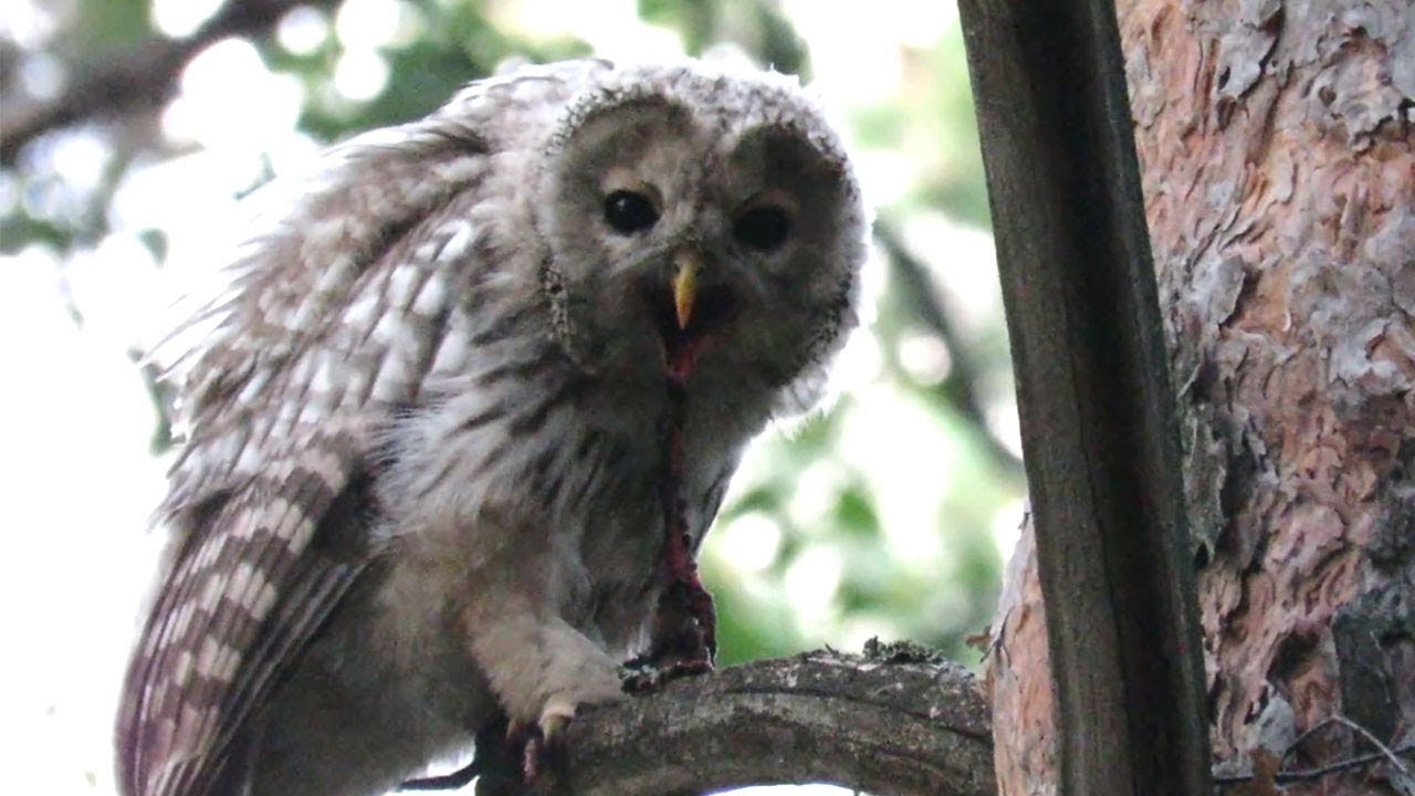 Ja jūs neaiztiksiet šo dabisko produktu, pūces katru janvāra nakti lidos uz jūsu terasi.