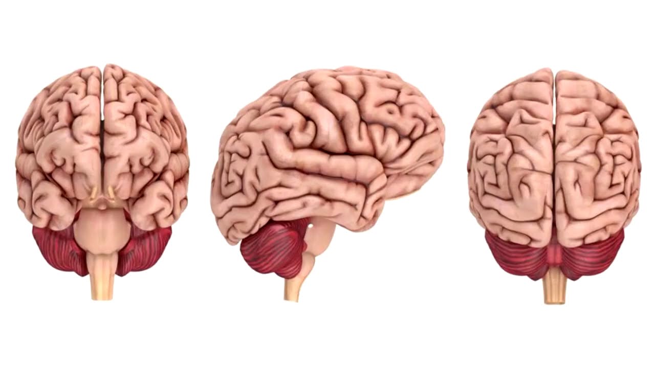 Zinātnieki aicina mūs sagatavoties gaidāmajiem notikumiem, jo tie skar visu valsti: „Divas smadzeņu daļas darbojas kopā kā smilšu pulkstenis”.