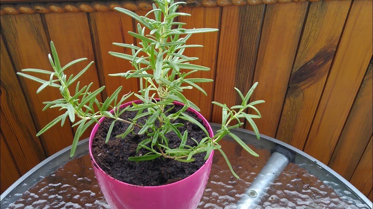 Kāds ir mērķis novietot rozmarīna zarus uz palodzes un kāpēc tas ir ieteicams?