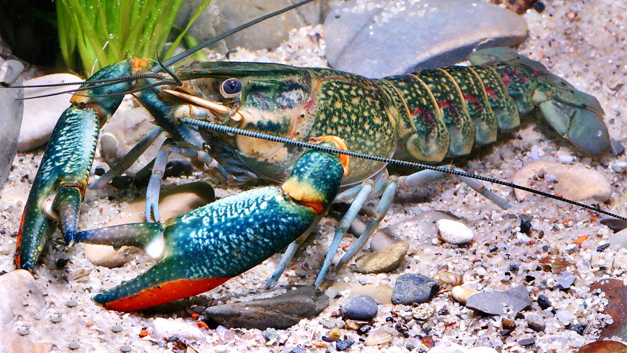 No pirmā acu uzmetiena tas izskatās kā parasts vēžveidīgs, bet patiesībā tas ir invazīvs sugas pārstāvis Spānijā, ko ieveda Filips II.