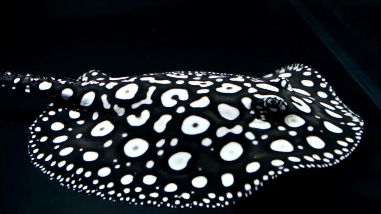 Kāpēc 2026. gads ir izšķirošs desmit apdraudētajām sugām